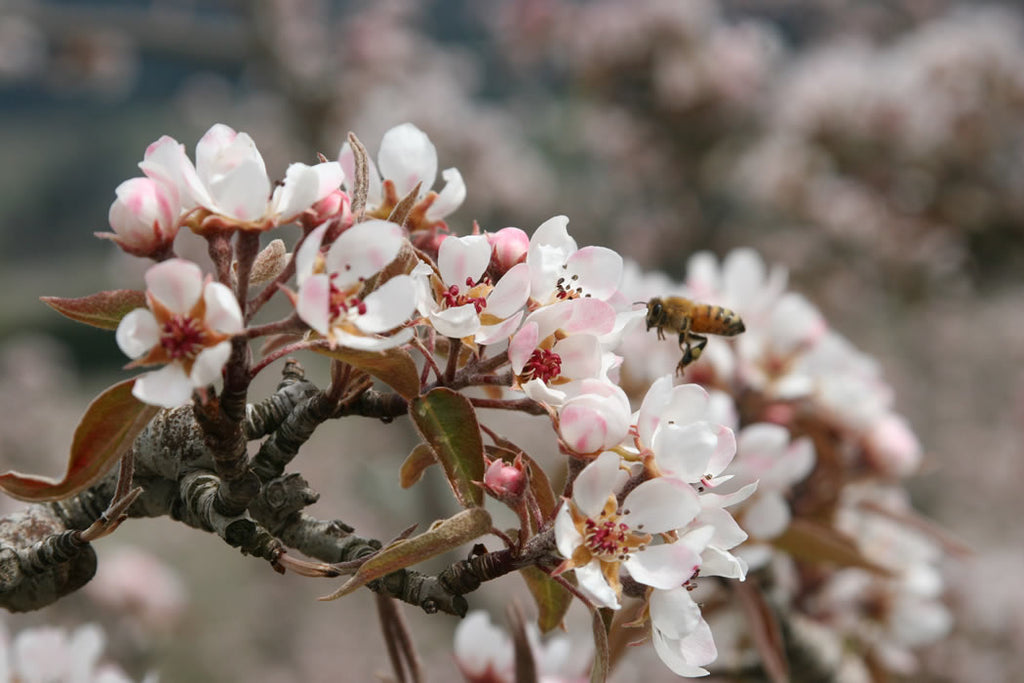 Pear Blossoms and Bee in The Fruit Company's own Webster Orchards